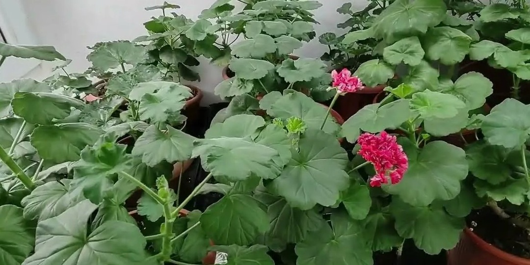 Я чуть не выбросила свою герань этой весной. Листья пожелтели, повисли, вид — как будто растение просто сдалось...