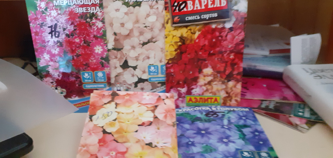 Флокс Друммонда-незаменимый цветок для бордюра