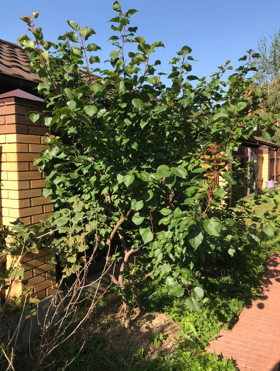 Такая большая выросла .