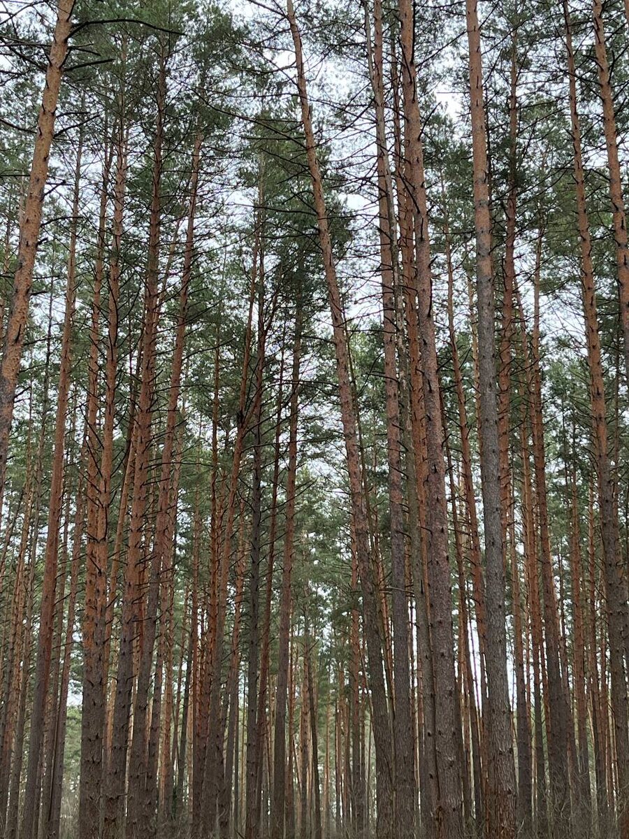Прекрасный, Брянский лес!