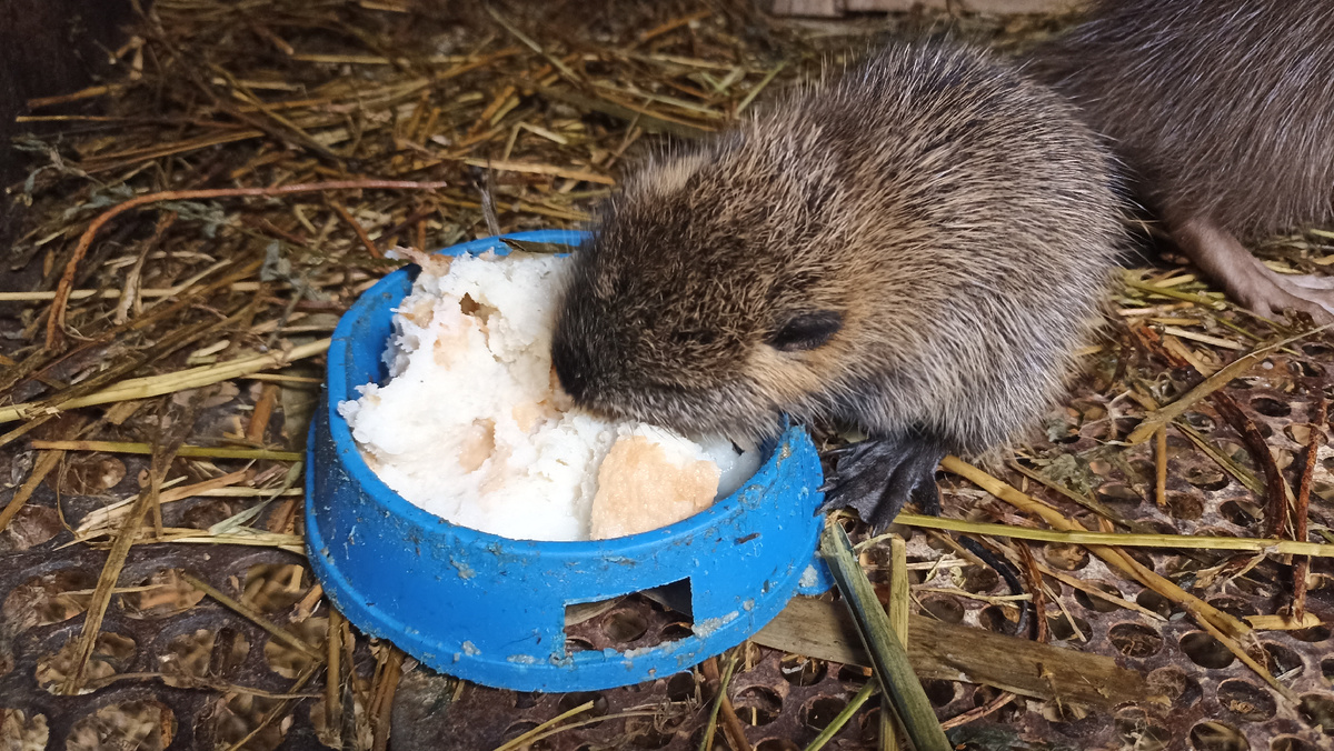 Хлеб с теплым молоком - доступный и простой вариант корма для малышей-нутрят