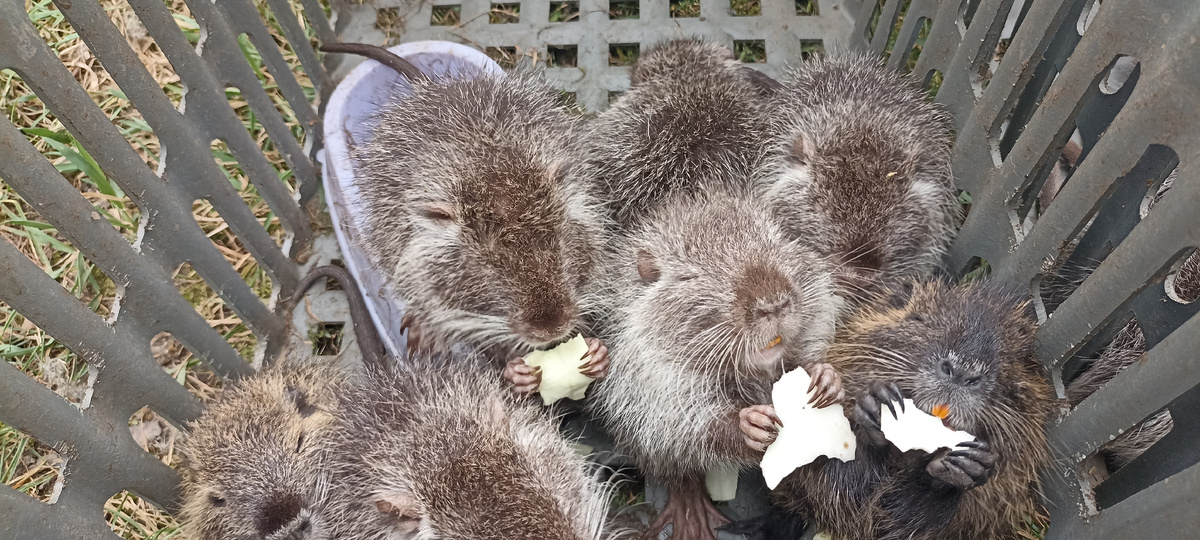 Нутрята (10 - 12 дней) с удовольствием едят капусту, морковку, свеклу, яблоки