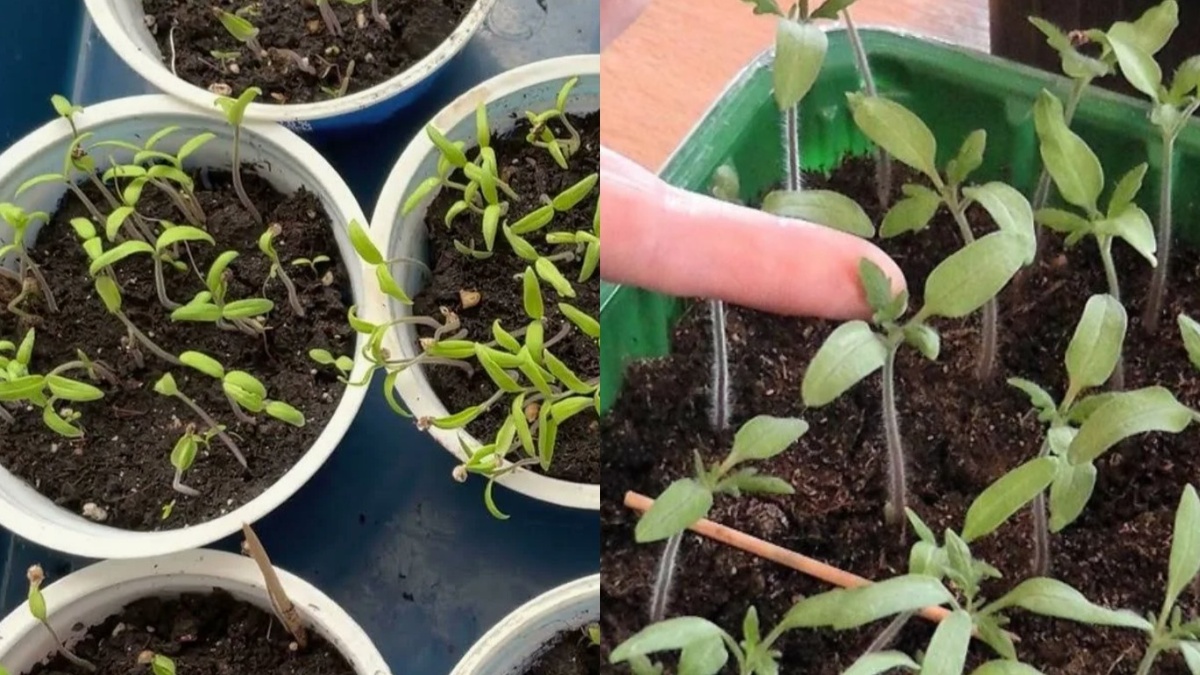 Слева — фаза семядолей, справа — 2 настоящих листа. Разница в сроке пикировки — 7–10 дней простоя