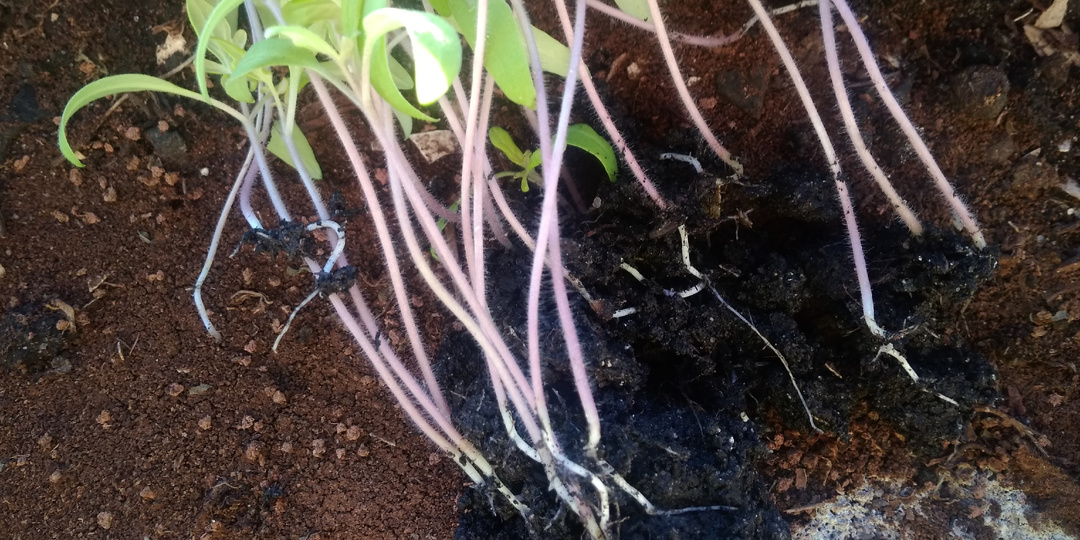 Пикирую томаты в 2 листа. Рассада не теряет целый месяц