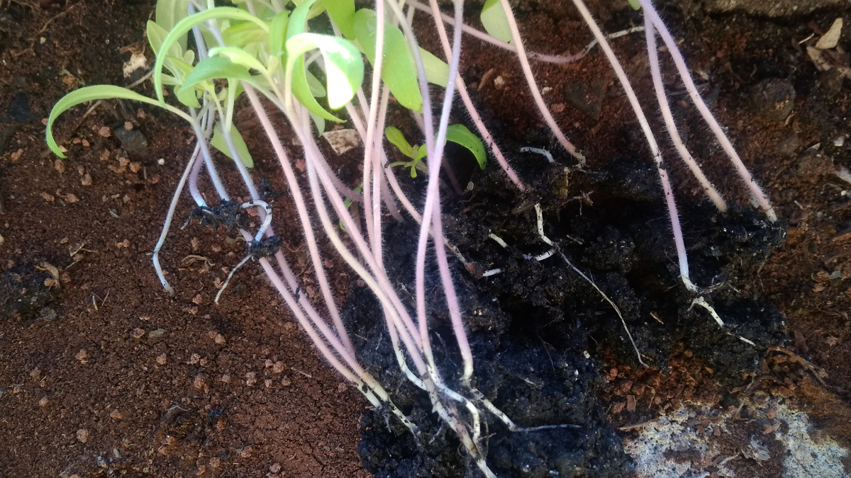 Пикировка томатов