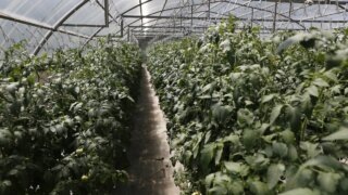    Пресс-служба администрации Краснодарского края Юлия Виноградова