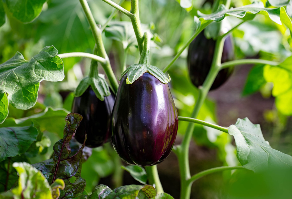    Shutterstock/FOTODOM