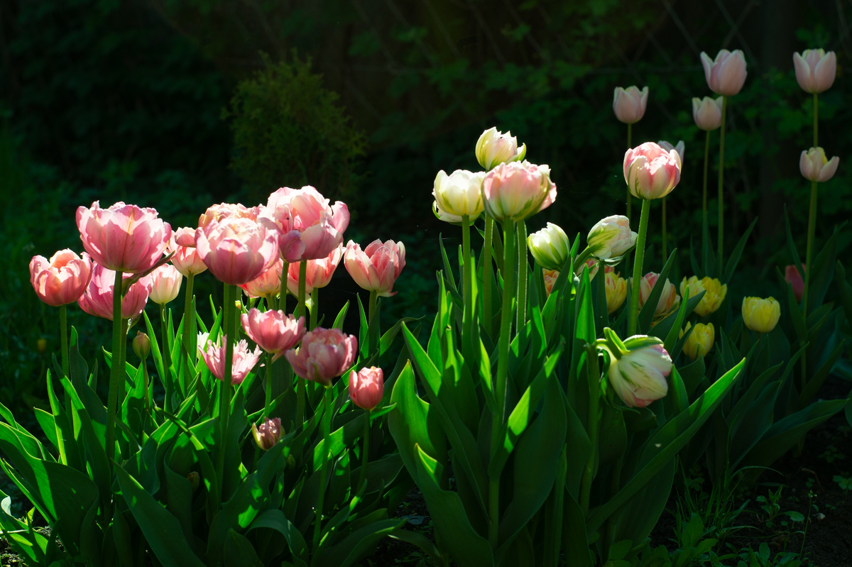 22 мая в саду