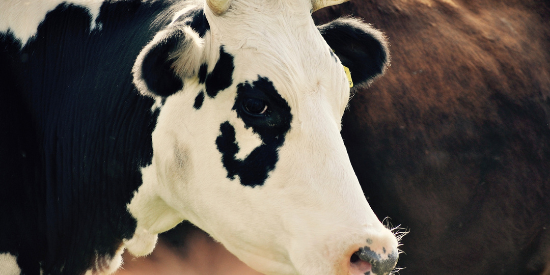 Почему скот уничтожают у фермеров, но не трогают крупные хозяйства?