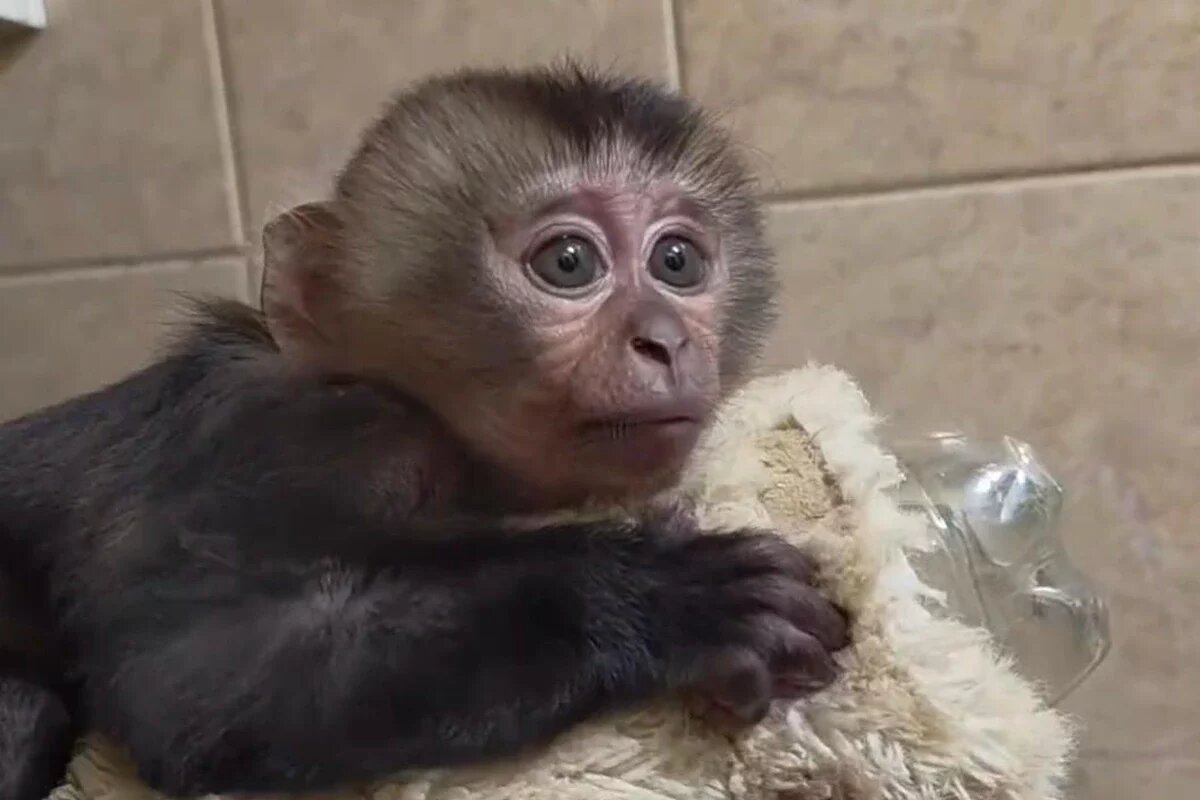    Скриншот видео пресс-службы Ленинградского зоопарка