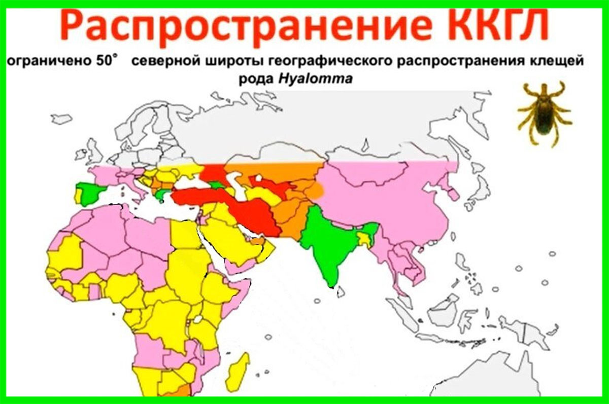 ККГЛ – конго-крымская геморрагическая лихорадка.