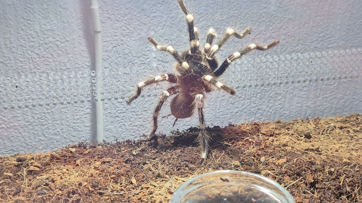    Фото: телеканал «Краснодар»