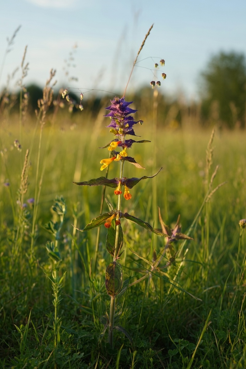 Цветок Иван-да-Марья – марьянник дубравный. Ядовитый полупаразит – присоединяется к корням деревьев и кустарников.