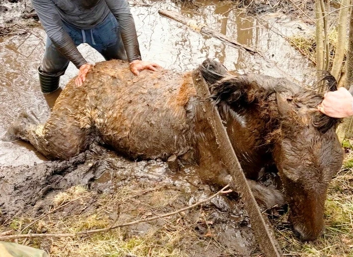 Представители Единой России под Багратионовском спасли жеребёнка из трясины