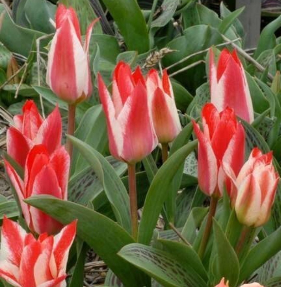 Покупала вот такое