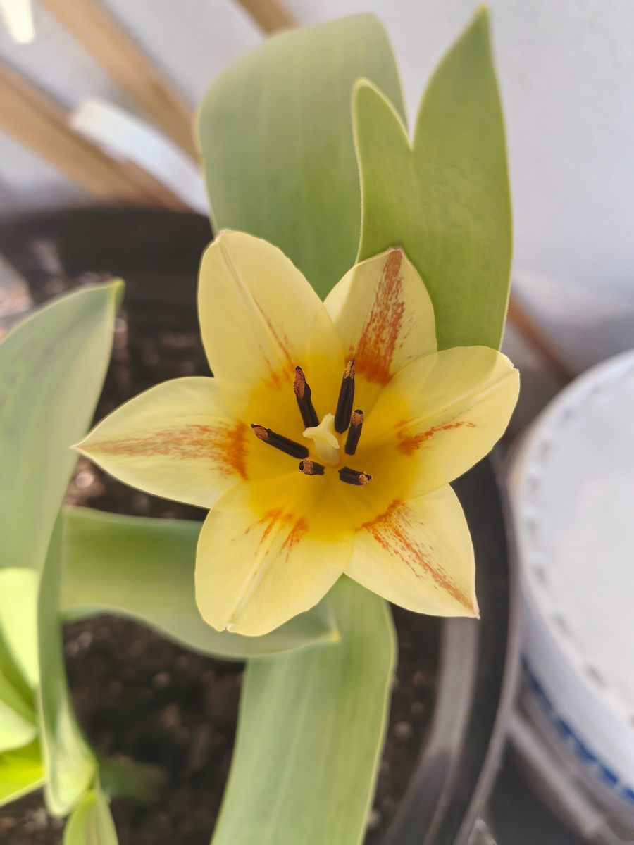 Тюльпан "Царь Петр"