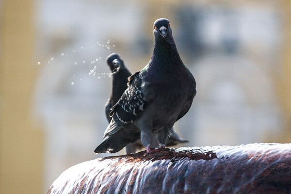 Lantyukhov Sergey/news.ru/Global Look Press   📷