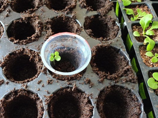 Все учтено и отработано до мелочей! Перевалка петунии