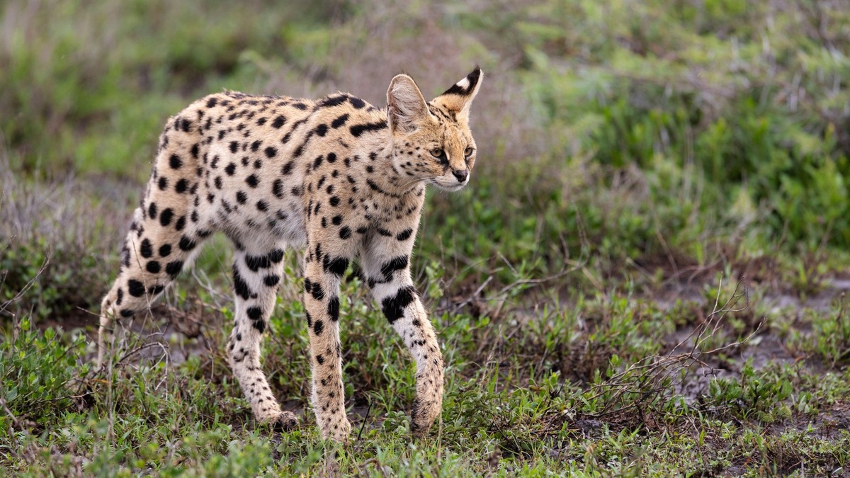    Контрабанда диких животных остается серьезным вызовом для правоохранительных систем по всему миру