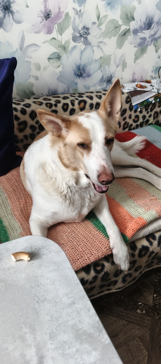 Ванесса выполняет команду брать нельзя)))