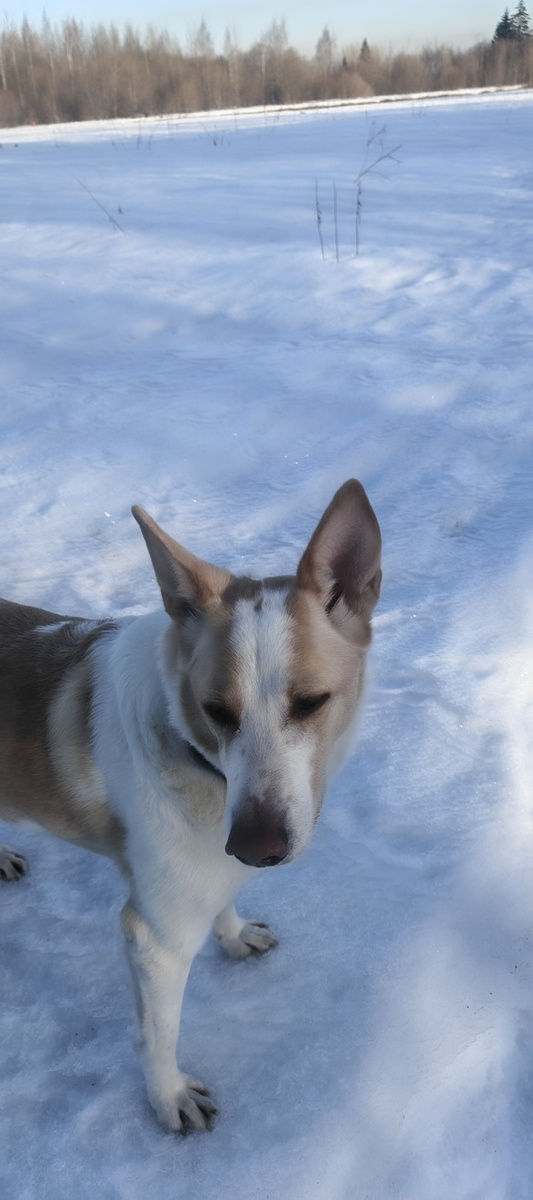 В  лесу пока есть снег