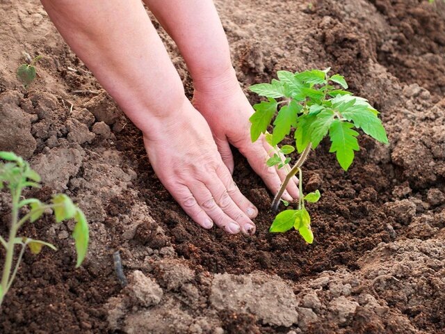    Фото: depositphotos/whitestorm4​