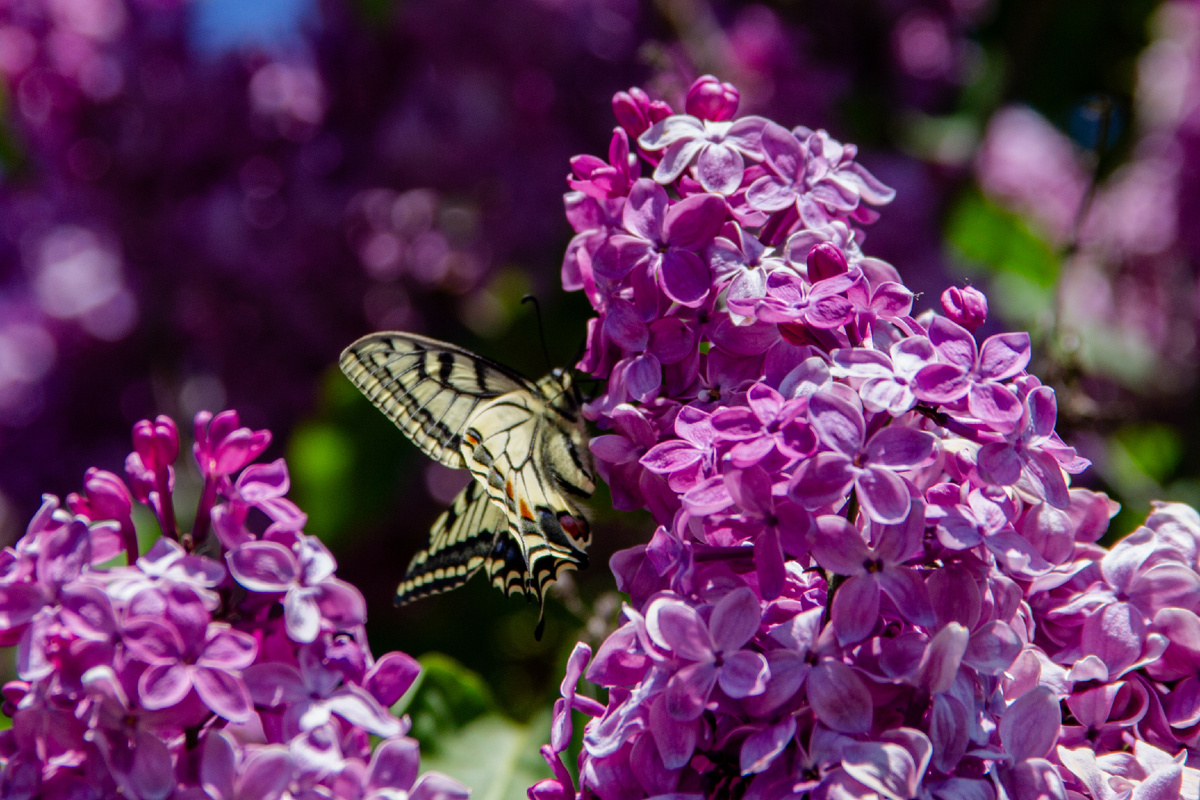 Фото автора, Одинокова Вероника