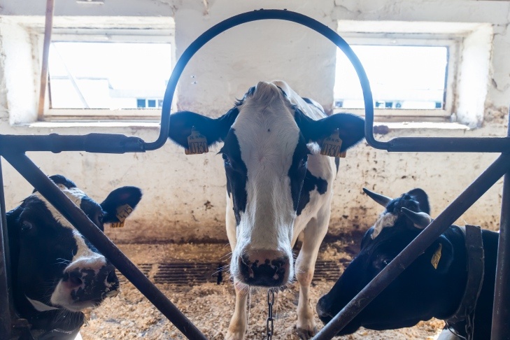    Фото Андрея Заржецкого