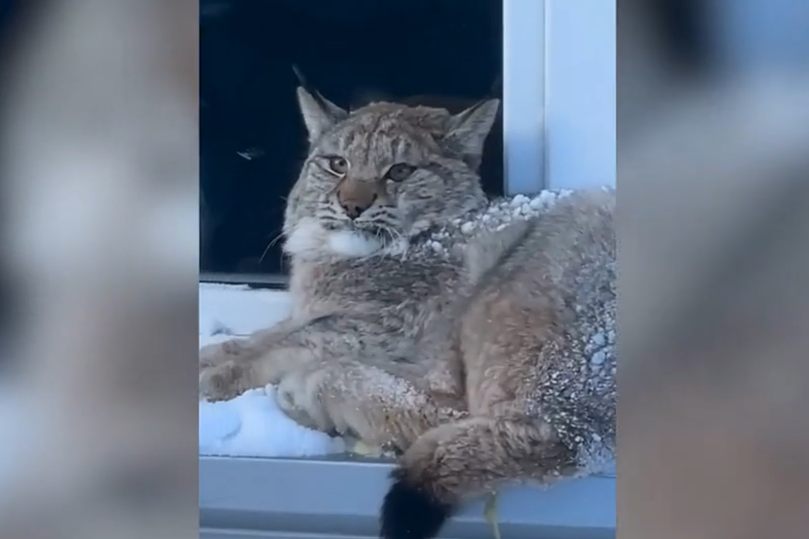     / Источник: © МВД России