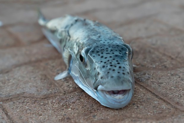    Фото: Bilal Kocabas / Shutterstock / Fotodom