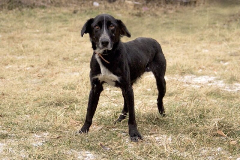    Фото сайта Минсельхоза России Елена Евстратова