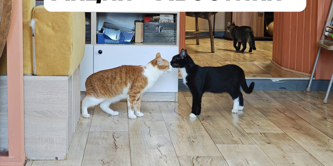 💥 И СНОВА АКЦИЯ ХВОСТИКИ 🐈