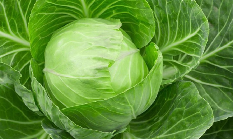 Кавказские голубцы: как раскрыть новый вкус привычного блюда и добиться идеальной сочности