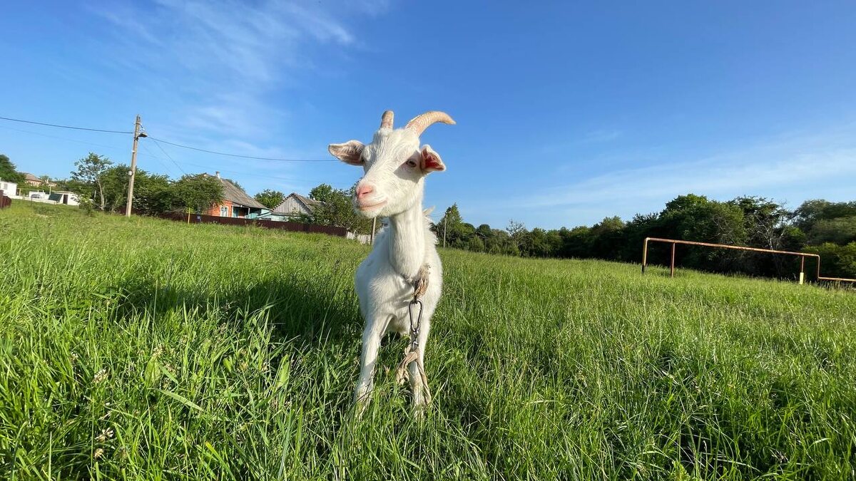    Фото: Утренний Юг