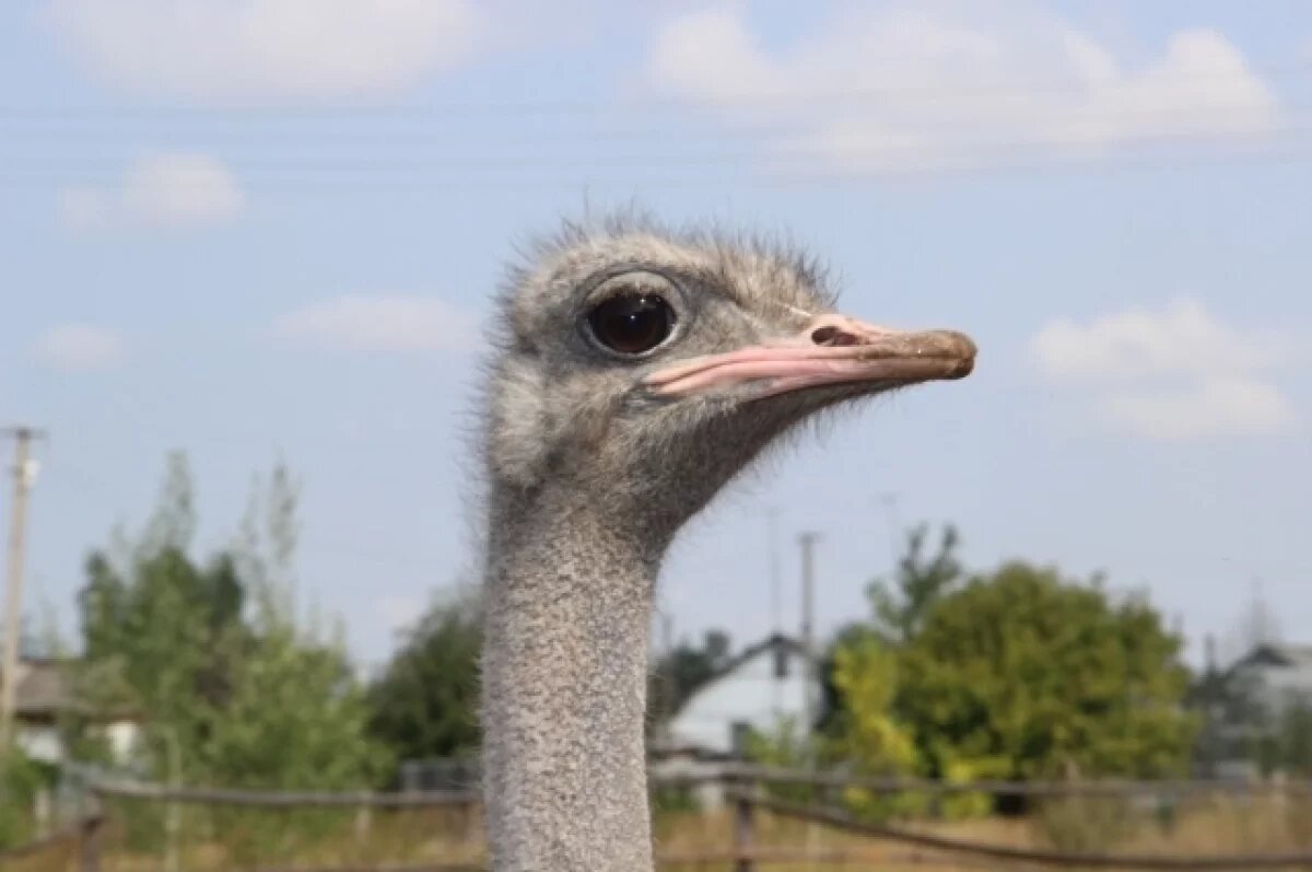    Страус потерял перья от испуга после нападения жеребца в Иркутской области