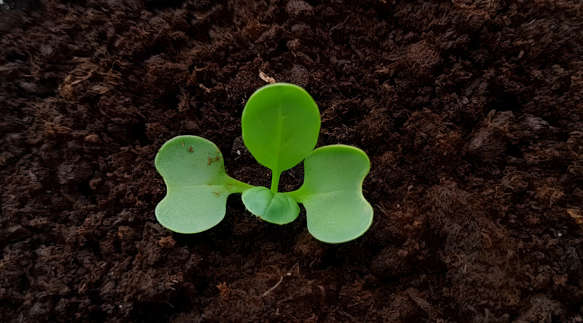 Календарь садовода-огородника с 25 по 29 марта 2026. Что можно и нужно делать с 25 по 29 марта? Фото автора