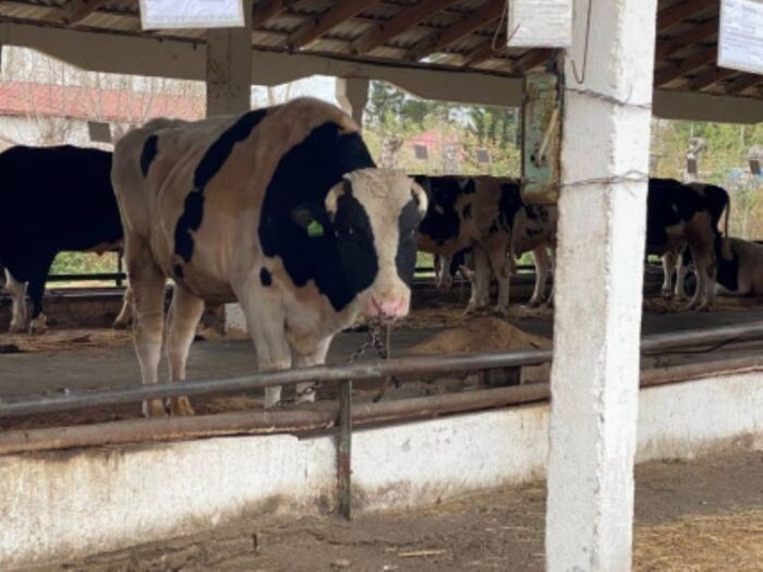 Сроки выплат за изъятых сельхозживотных установили в Новосибирской области