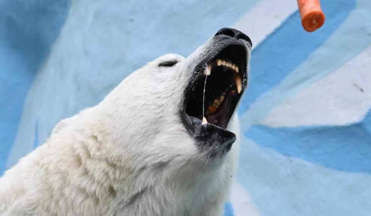     Медведь. Источник: ria.ru Автор фото: Александр Кряжев