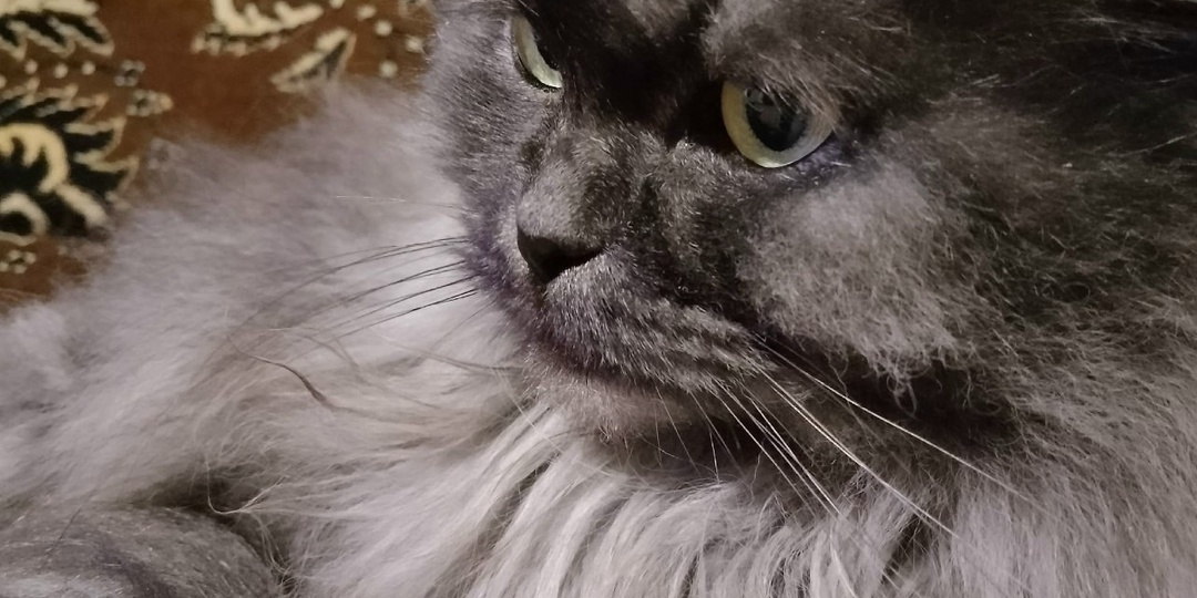 После смерти хозяйки, осталась кошка