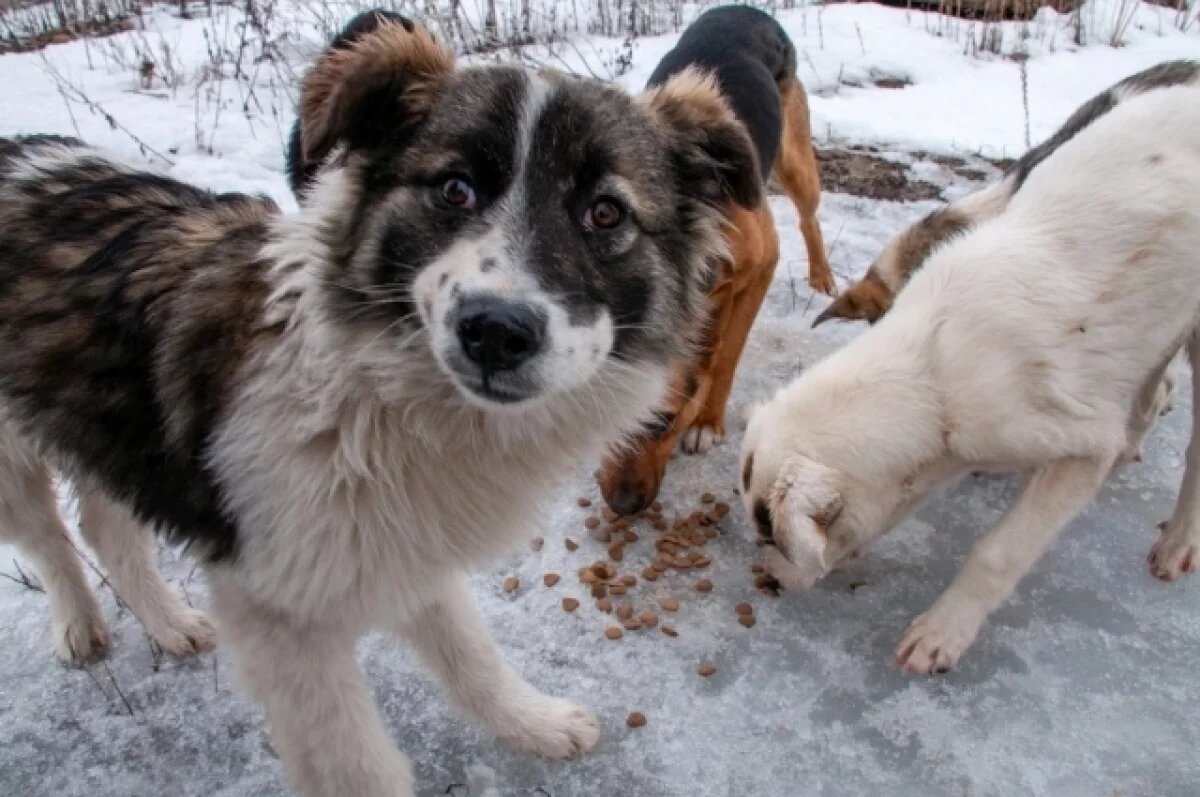    Красноярцы могут сообщить о бездомных животных через Госуслуги