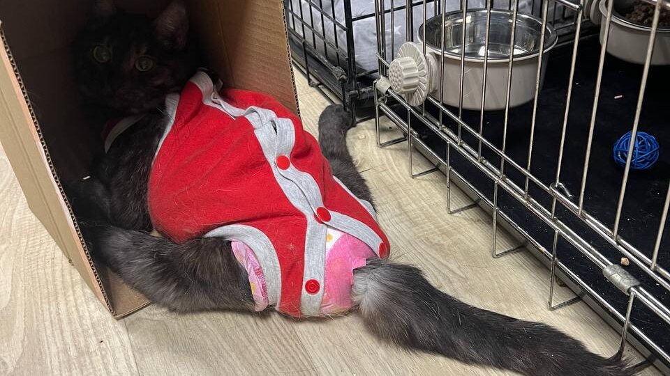 На фото кошка Ясмин. Она спинальник. И ей придется жить в коробке, если мы не сможем заплатить за аренду здания.