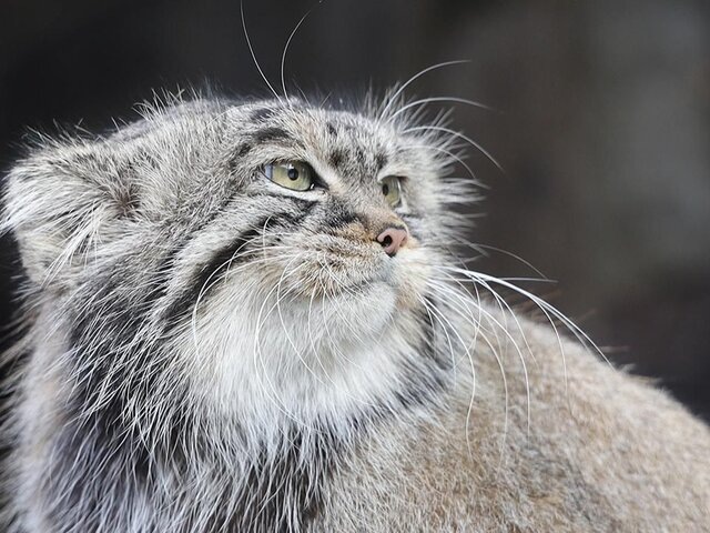    Фото: пресс-служба департамента культуры города Москвы