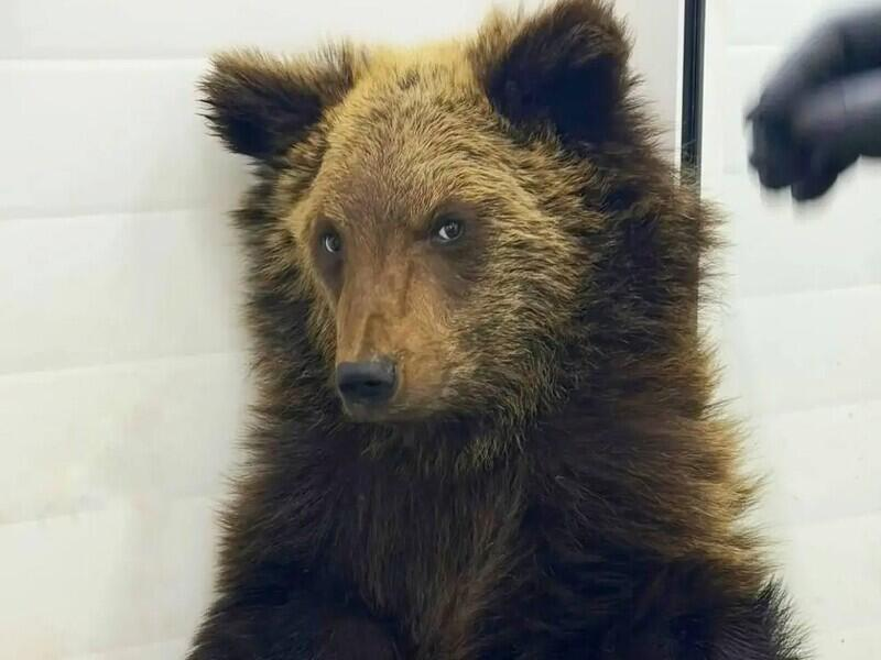 © Фото: t.me/pitomnik_sobak_k9