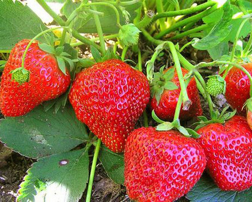 Земляника садовая Елизавета II. Фото из открытых источников интернета.