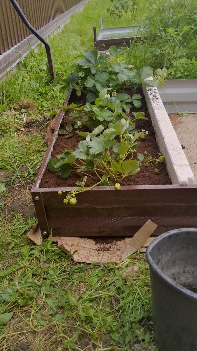 Сказ про то, как мы Елизавету II переезжали в высокую грядку. Фото автора.