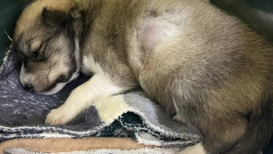 Им было всего 3 дня, когда их выбросили на помойку 💔