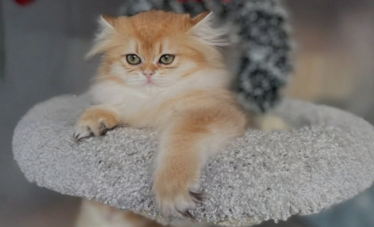 Сколько раз кошка должна ходить в туалет: золотые стандарты и красные флаги