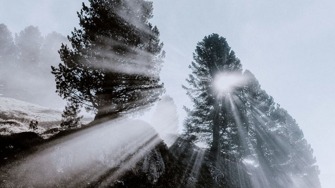 В лесу нет квартальных отчетов. Деревья не стремятся вырасти быстрее соседей. Природа учит нас главному закону отдыха: расти можно только в тишине.