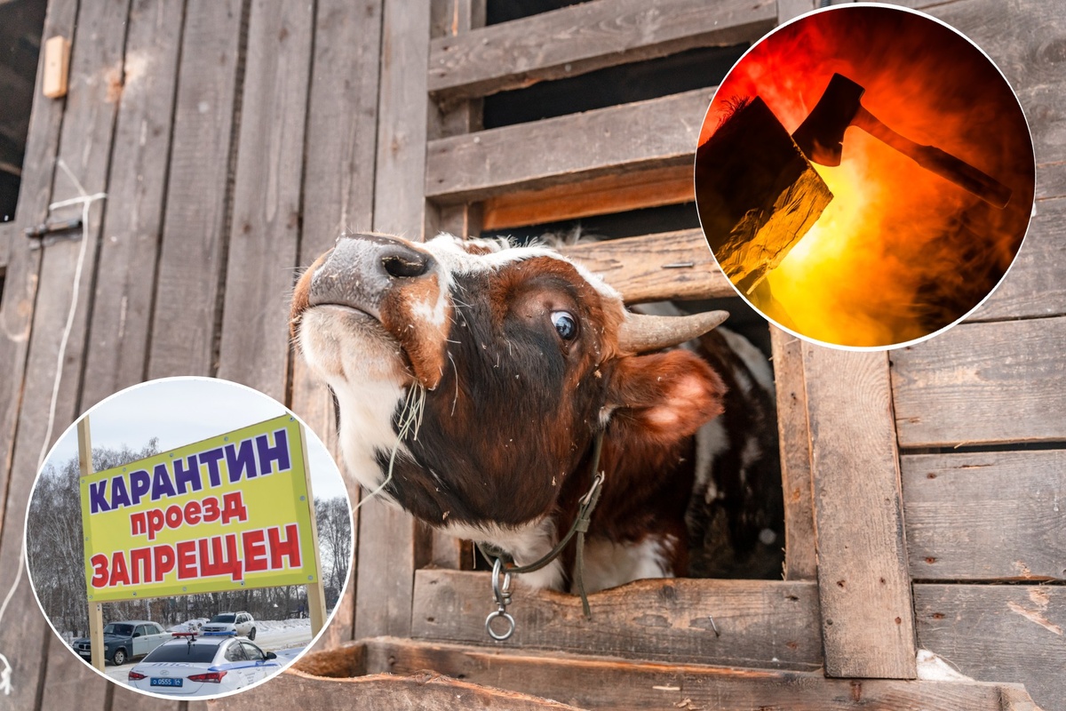 Автор фото: коллаж "Делового Петербурга" (ТАСС / Shutterstock / FOTODOM)