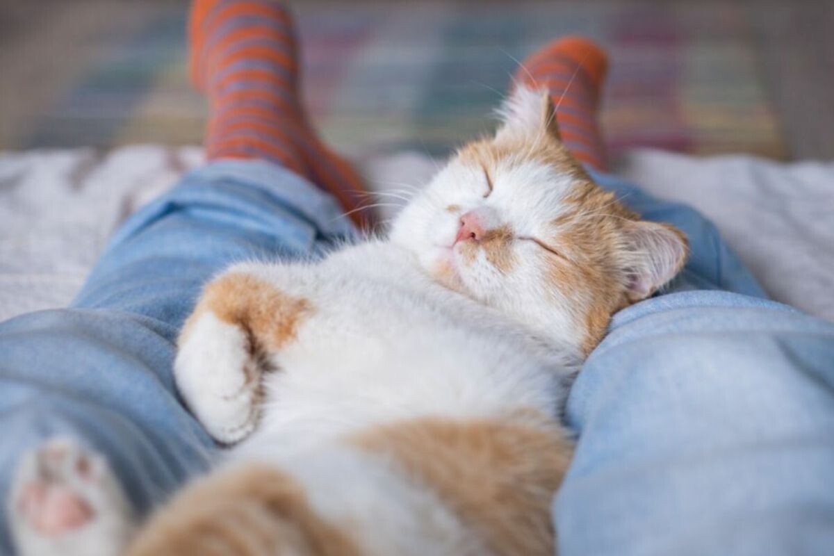 Кошка спит между ног